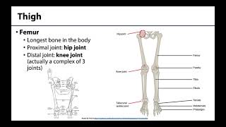 Lower Limb  Bones amp Joints [upl. by Luwana]