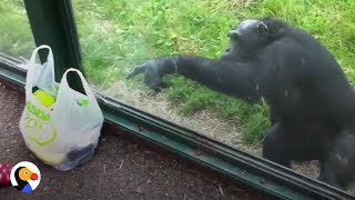 SMART Chimp Asks Zoo Visitors For Drink  The Dodo [upl. by Niatsirk]