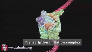 DNA Transcription Advanced [upl. by Halyahs]