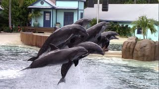 Dolphin Adventures NEW Show  SeaWorld Orlando  May 29 2021 [upl. by Awe923]