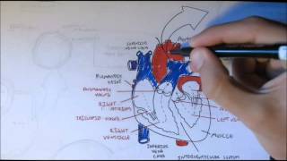 Cardiovascular System Anatomy [upl. by Ayikahs323]