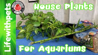 How to use House Plants in Your Aquarium In Depth [upl. by Fax]