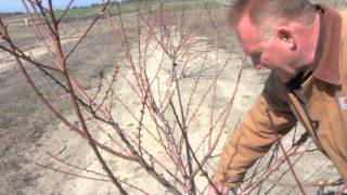 Pruning a TwoYear Old Peach Tree [upl. by Jamilla150]