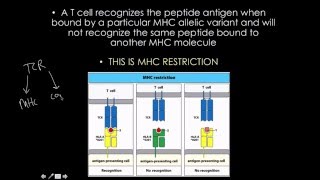 Immunology MHCHLA gene strucure and variaton [upl. by Lavern390]