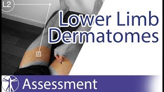 Dermatomes Lower Limb  Peripheral Neurological Examination [upl. by Ahsiei568]