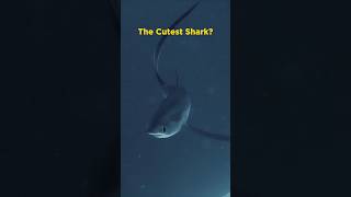 Thresher Shark [upl. by Ahseneuq]