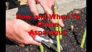 How And When To Prune Asparagus [upl. by Anivram]