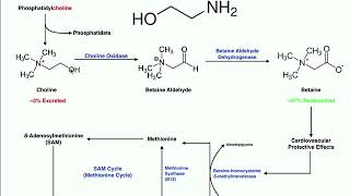 Lipid Biosynthesis  Phospholipid Synthesis 1 Inositols amp Glycerols [upl. by Adlare]