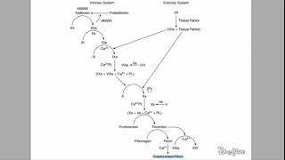 🔴 LEXPLICATION LA PLUS CLAIRE  CASCADE COAGULATION   DR ASTUCE [upl. by Lamahj]