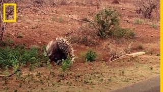 PUERCO ESPÍN vs LEOPARDO Puerco espín defendiéndose de un LEOPARDO  National Geographic en Español [upl. by Aicital]