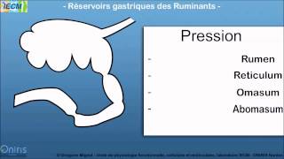 Reservoirs gastriques des ruminants [upl. by Tillo222]