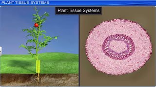 CBSE Class 11 Biology  Anatomy of Flowering Plants  Full Chapter  By Shiksha House [upl. by Jamnis]