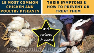 15 most common chicken and poultry DISEASES their symptoms and how to prevent or treat them [upl. by Artkele768]