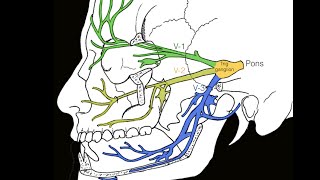 Cranial nerve V [upl. by Silohcin]