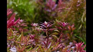 Limnophila aromatica mini [upl. by Gabrielson]