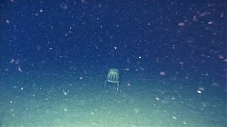 Thalassophobia images with unsettling music [upl. by Linnell270]