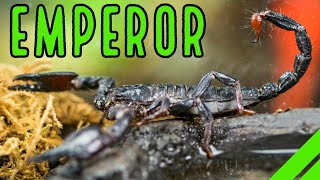 How To Care For The Emperor Scorpion Pandinus imperator [upl. by Strait]