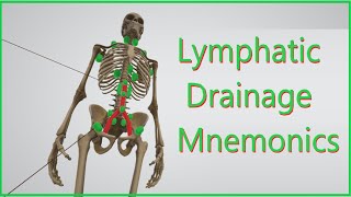 Lymphatic Drainage Mnemonics [upl. by Ybab]