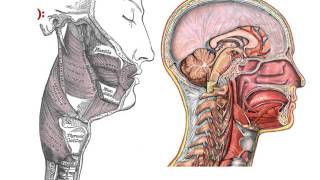 ANATOMIE Anatomie du Pharynx [upl. by Ioj]