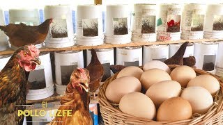 Como hacer un NIDO para GALLINAS PONEDORAS con materiales Caseros [upl. by Neltiak50]