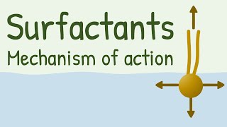 Surfactants Mechanism of Action [upl. by Enak]