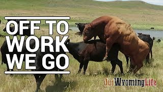 Putting Bulls In With The Cows on the Ranch [upl. by Phelgen]