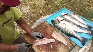 How To Fillet A Striped Bass The Old Fishermans Way [upl. by Deland]