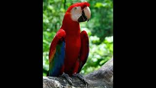 Parrot sound effect [upl. by Grodin]