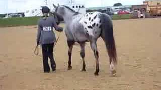 2008 British Appaloosa Society National [upl. by Garreth]