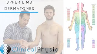 Upper Limb Dermatomes  Clinical Physio [upl. by Tri]