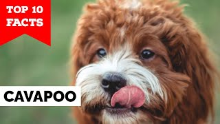 Cavapoo  Top 10 Facts [upl. by Dawson605]