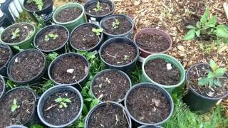 How to Grow Peach and Plum Trees from Seed start to finish [upl. by Savory]