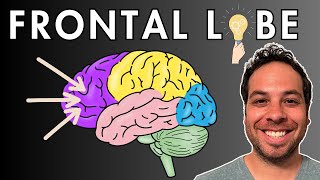 The Frontal Lobe  Location and Function [upl. by Adnima]