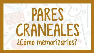 cómo MEMORIZAR los PARES CRANEALES [upl. by Hayikaz]