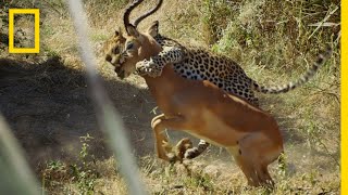 Leopard Hunts an Impala  Savage Kingdom [upl. by Ragde]