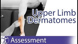 Dermatomes Upper Limb  Peripheral Neurological Examination [upl. by Akenom364]