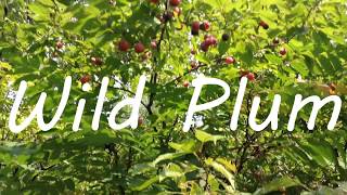 Wild Plum  Identifying amp Foraging American Plum Prunus americana [upl. by Zulaledairam]