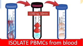 🩸 ISOLATING PBMC  Peripheral Blood Mononuclear Cells [upl. by Mart]