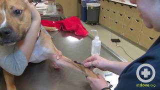 How to Do a Canine Cephalic Vein Blood Collection [upl. by Barby]