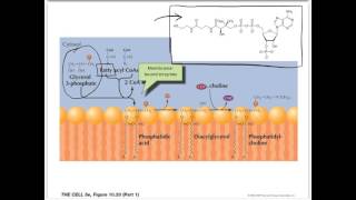 Movie 14 Lipid Synthesis in the ER [upl. by Etezzil]