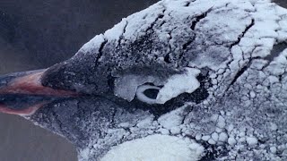 How Penguins Adapt To Survive  Natural World Penguins Of The Antarctic  BBC Earth [upl. by Nitin]