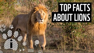 Top 10 Facts About Lions  Animal Fun Facts  WWF [upl. by Charlean]