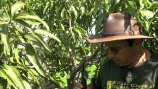 Pruning Vigorous Mango Trees [upl. by Anomahs]