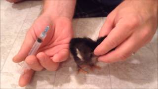 How to Vaccinate a Chick [upl. by Harvard229]