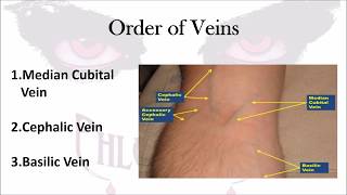 Phlebotomy The Order of Veins [upl. by Meggie]