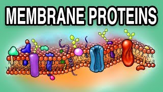 MEMBRANE PROTEINS  Types and Functions [upl. by Aretahs207]