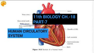 Electrocardiogram ECG  Body Fluids and Circulation  Class 11 BiologyNEETAIIMS [upl. by Bethesde248]