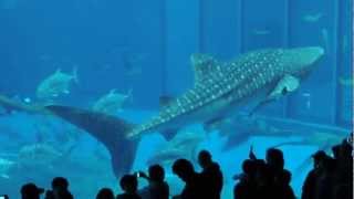 Kuroshio Sea Okinawa Aquarium [upl. by Yedorb]