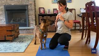 Strengthening Exercises for Dogs [upl. by Shae690]