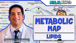 Metabolism  The Metabolic Map Lipids [upl. by Deanna307]